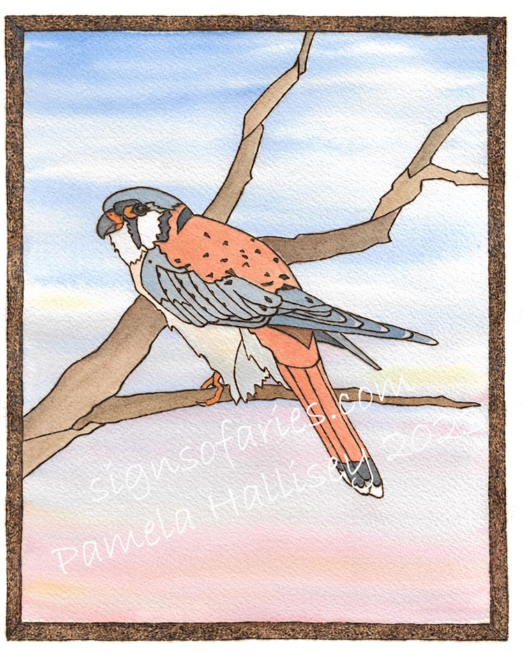 "Sky Contemplation" Kestrel Art Giclee Print