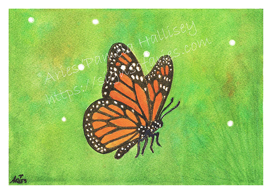 "Gazing Beauty" Raccoon and Monarch Companion Giclee Prints