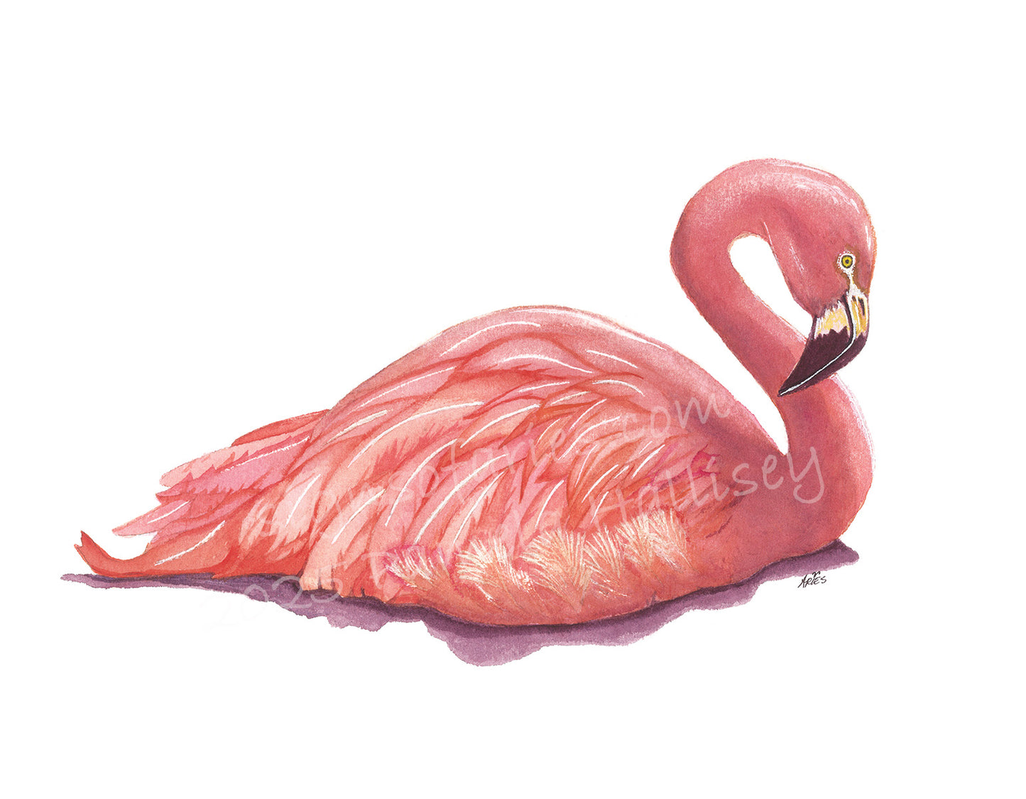 "Pink Prince" Resting Flamingo Giclee Art Print